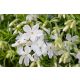 Floks szydlasty 'Maischnee'
